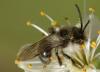Andrena cineraria